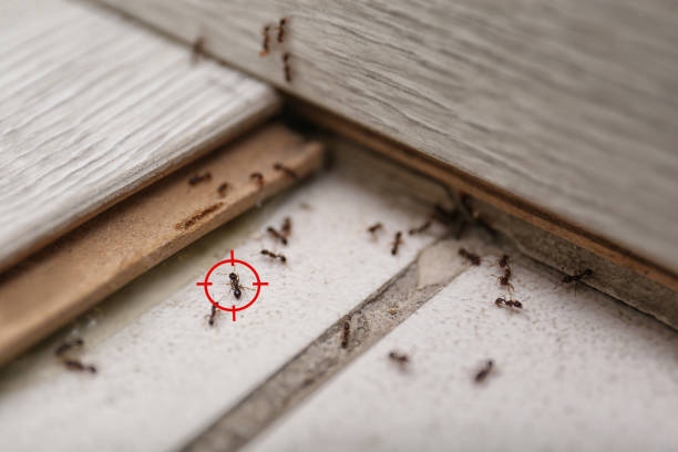Best Best Pest Control Companies  in Lake Shore, WA