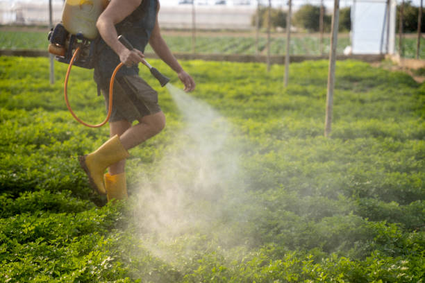 Best Exterminator Services  in Lake Shore, WA