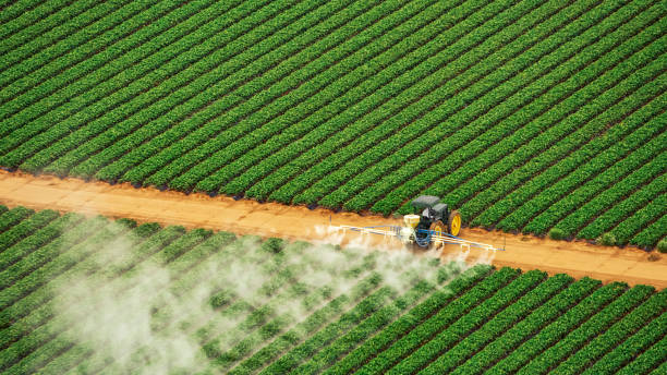 Best Ant Control Services  in Lake Shore, WA