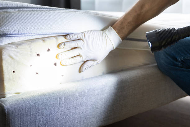 Best Local Pest Control Services  in Lake Shore, WA