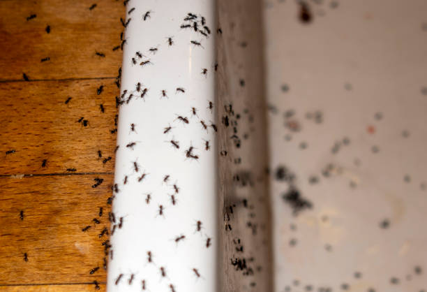 Best Wildlife Control Services  in Lake Shore, WA