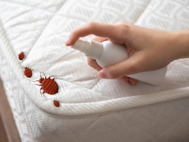 Best Pest Control for Homes  in Lake Shore, WA