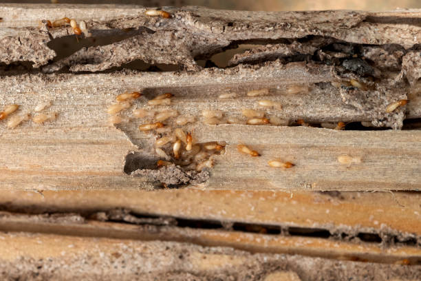Best Best Pest Control Companies  in Lake Shore, WA